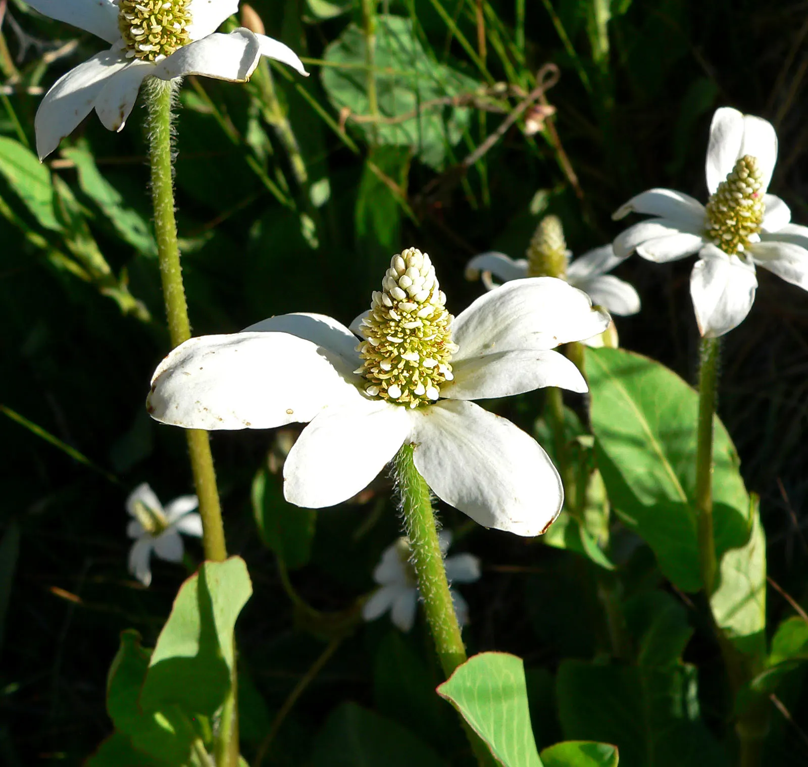 Yerba Mansa (Anemopsis Californica) — white conical flowers amidst green; the plant's unique sprawling habit