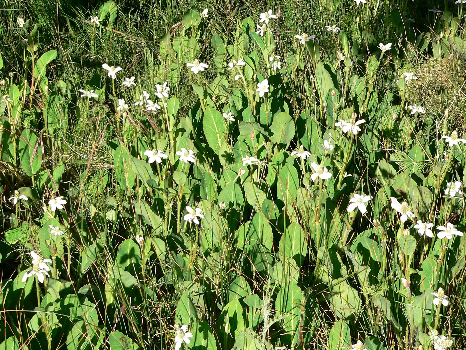 Yerba Mansa (Anemopsis Californica) — it's low maintenance and exhibits medicinal properties