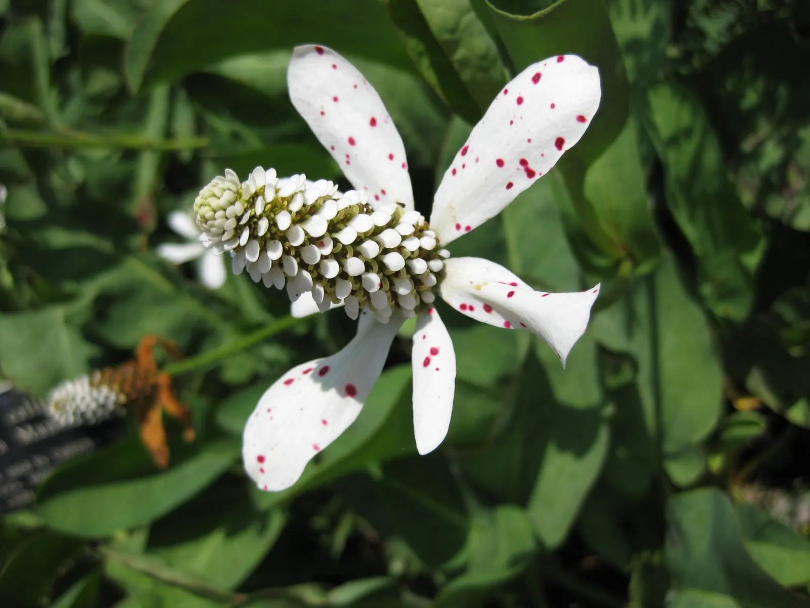 Yerba Mansa (Anemopsis Californica) — The plant's unique sprawling habit