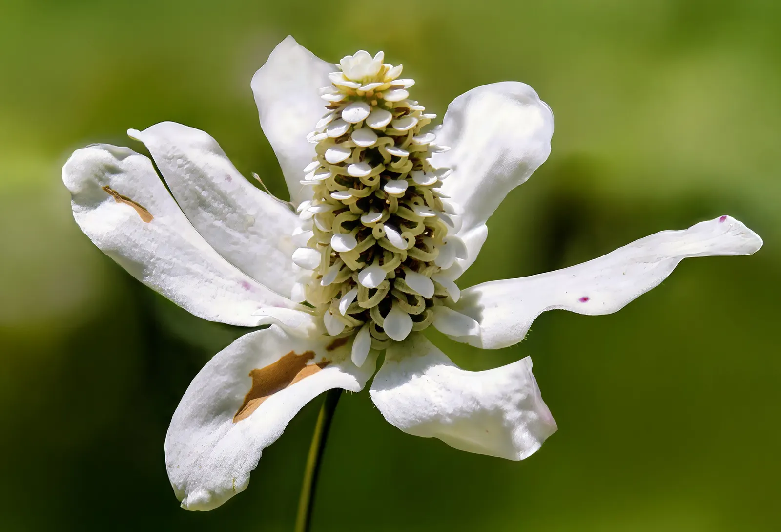 Yerba Mansa (Anemopsis Californica) — boasts waxy white or pale pink conical flower spikes