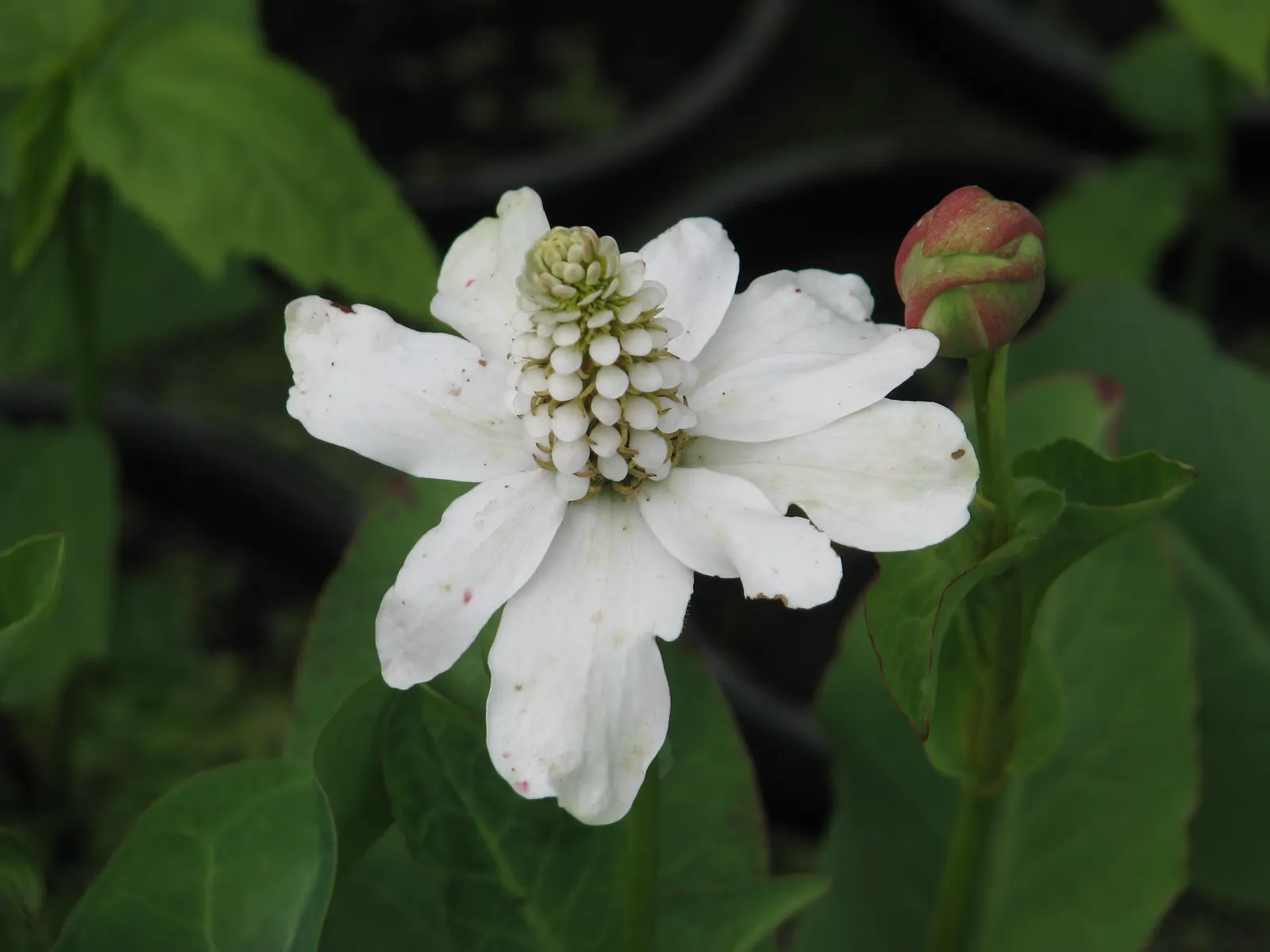 Yerba Mansa (Anemopsis Californica) — native to the Southwestern United States and parts of Mexico; growing 6 to 12 inches in height and spreading up to 24