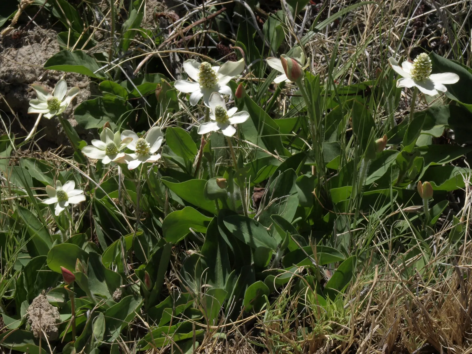 Yerba Mansa (Anemopsis Californica) — This makes it an ideal choice for water features or rain gardens within a landscaping design; aquatic / perennial with