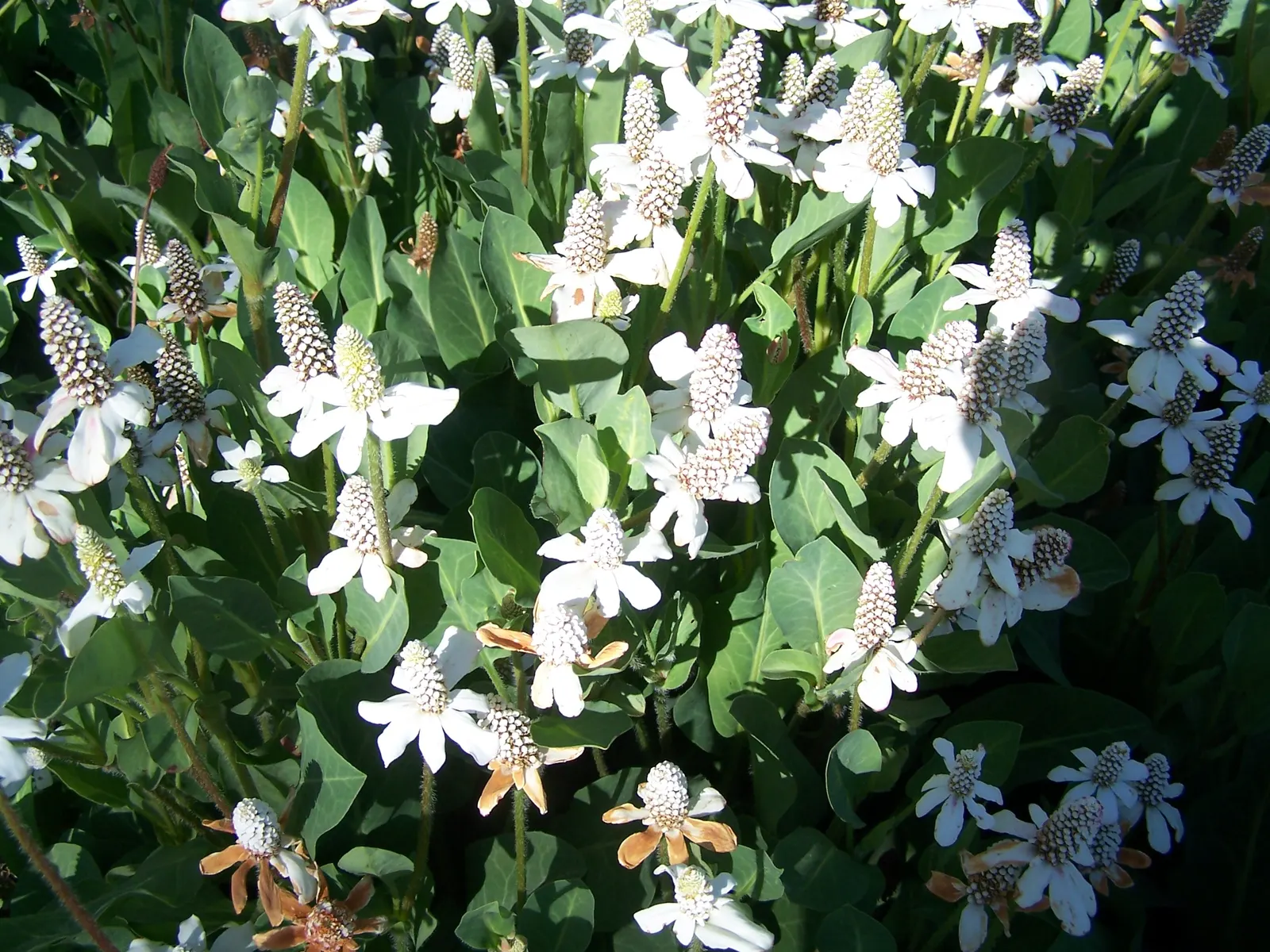 Yerba Mansa (Anemopsis Californica) — white flowers in the garden; aquatic / perennial for full or half or shade