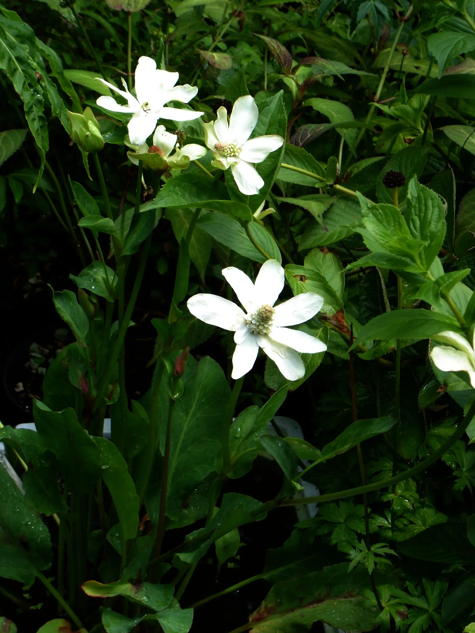 Yerba Mansa (Anemopsis Californica) — enhancing both the ecosystem and garden aesthetics; it's low maintenance and exhibits medicinal properties