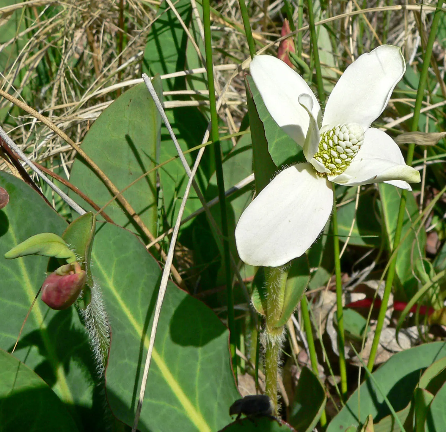 Yerba Mansa (Anemopsis Californica) — native to the Southwestern United States and parts of Mexico