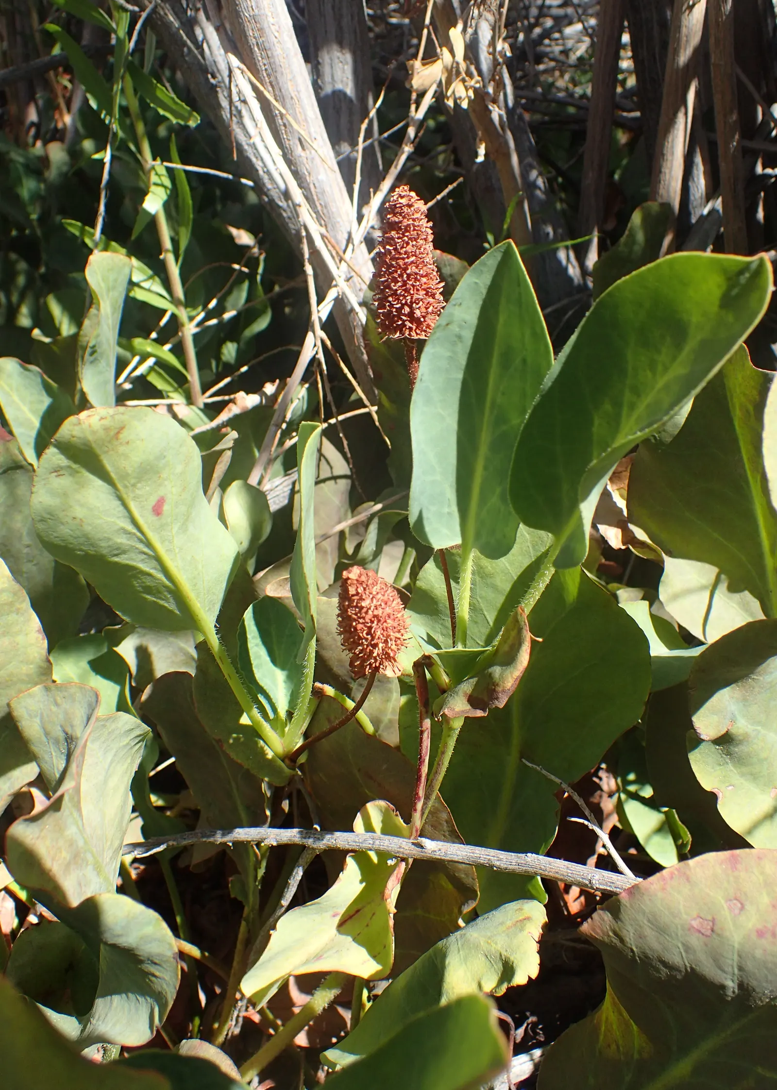 Yerba Mansa (Anemopsis Californica) — thrives in full sun to partial shade; yerba Mansa (Anemopsis californica) is an herbaceous perennial native to, image 37