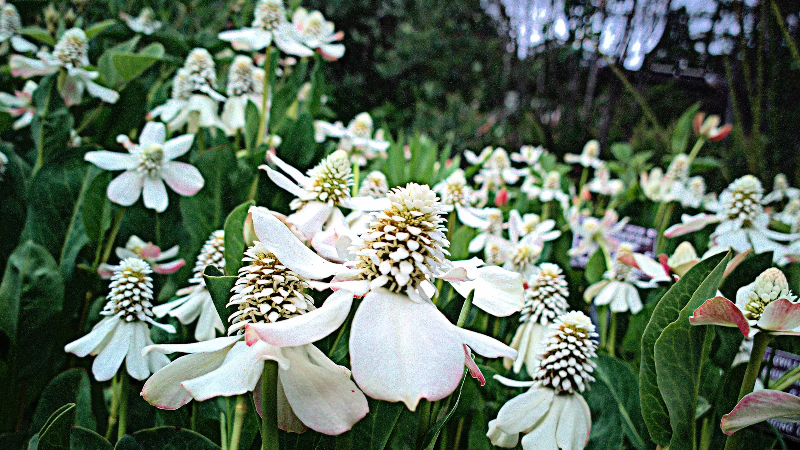 Yerba Mansa (Anemopsis Californica) — thrives in full sun to partial shade; yerba Mansa (Anemopsis californica) is an herbaceous perennial native to