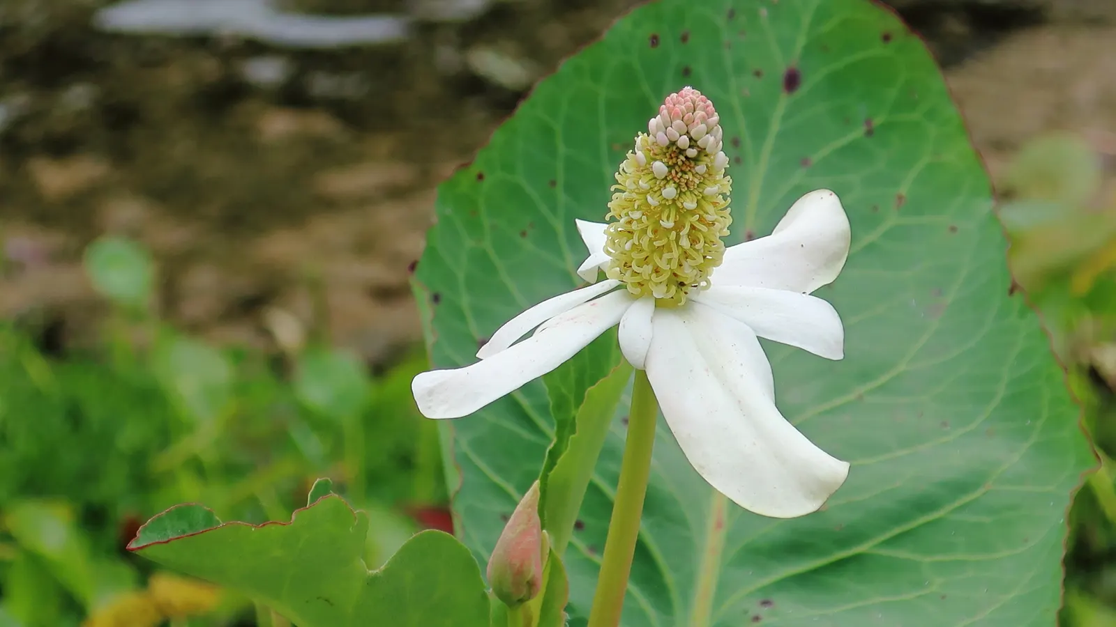 Yerba Mansa (Anemopsis Californica) — it's low maintenance and exhibits medicinal properties; white flowers in the garden