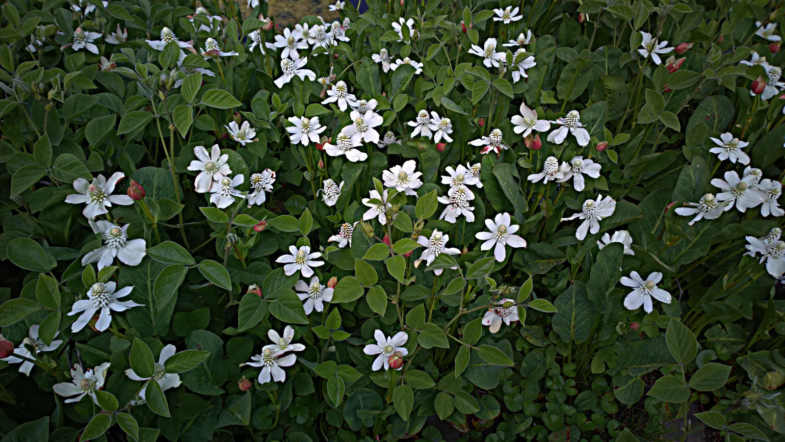 Yerba Mansa (Anemopsis Californica) — white conical flowers amidst green