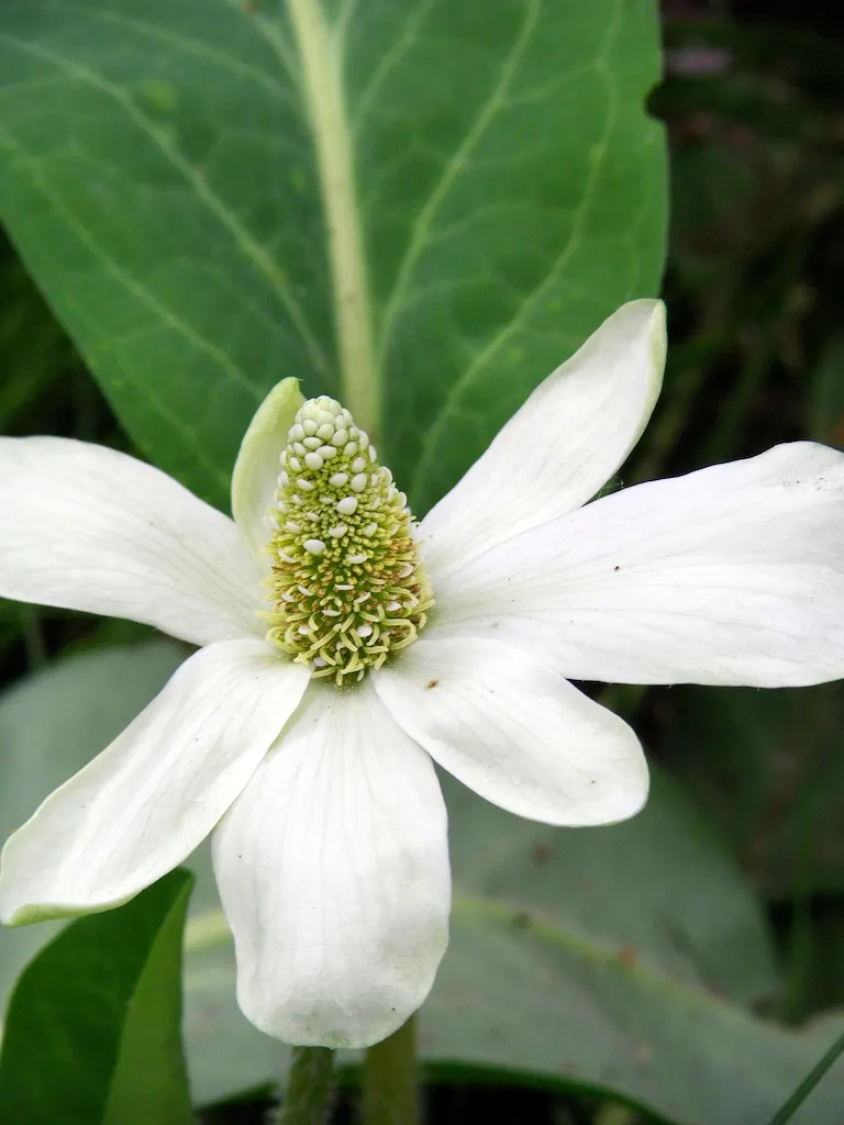 Yerba Mansa (Anemopsis Californica) — aquatic / perennial with white blooms