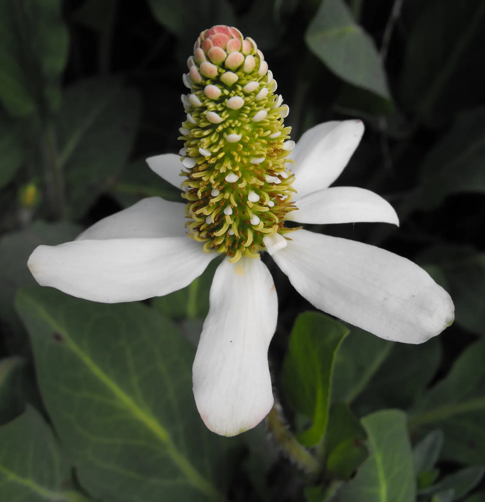 Yerba Mansa (Anemopsis Californica) — boasts waxy white or pale pink conical flower spikes; white conical flowers amidst green