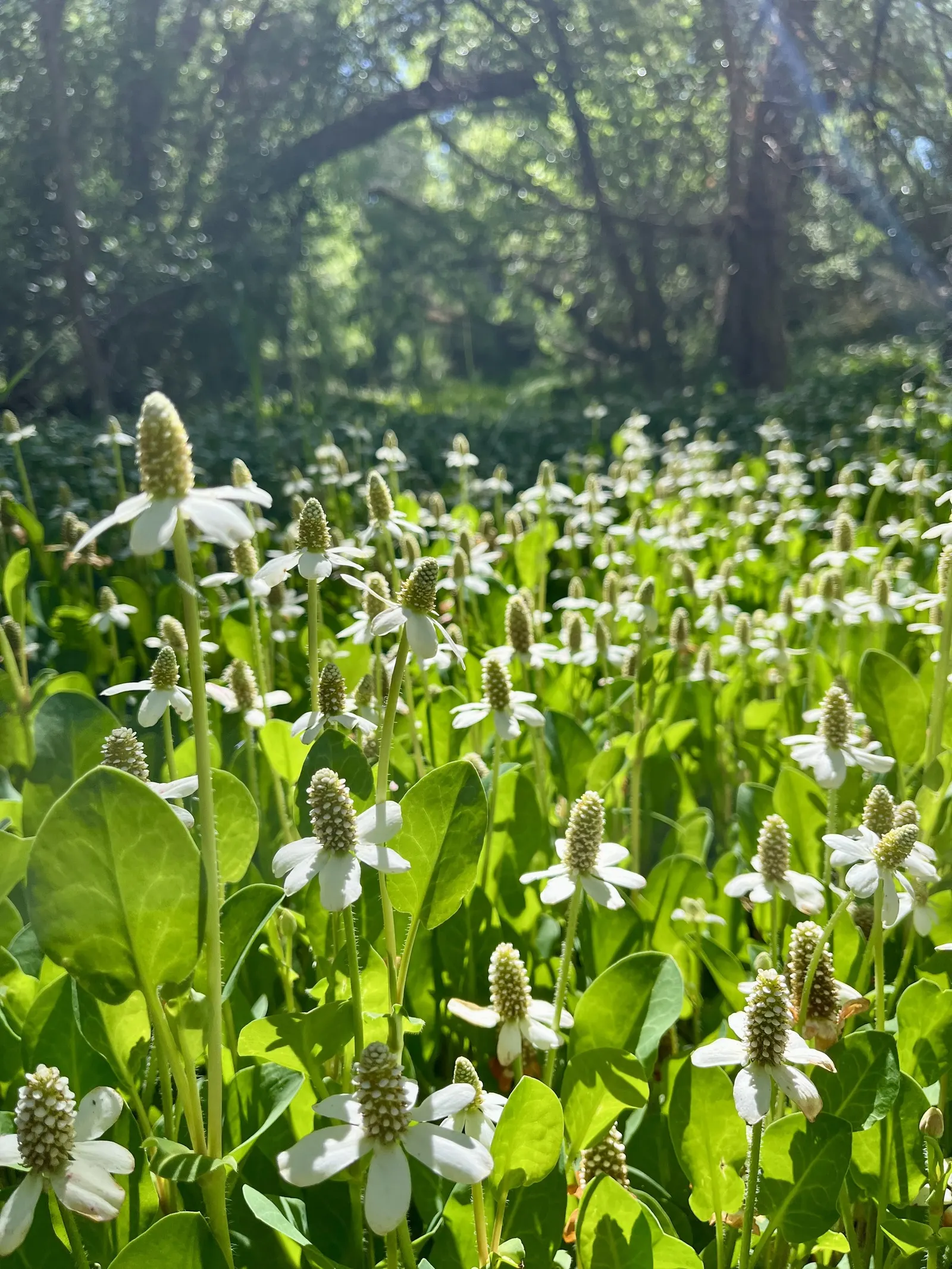 Yerba Mansa (Anemopsis Californica) — Yerba Mansa (Anemopsis californica) is an herbaceous perennial native to Southwestern US