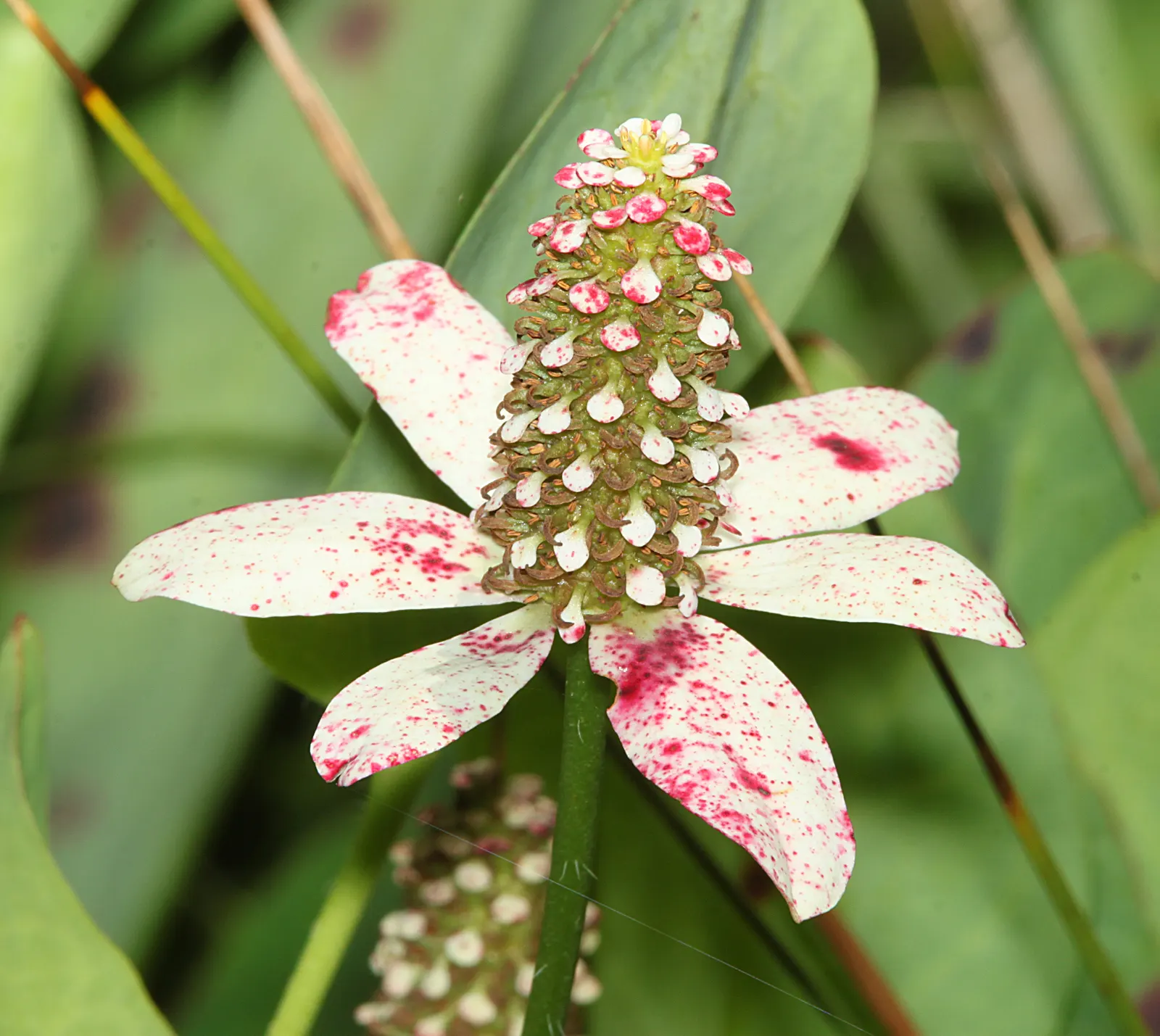 Yerba Mansa (Anemopsis Californica) — aquatic / perennial for full or half or shade