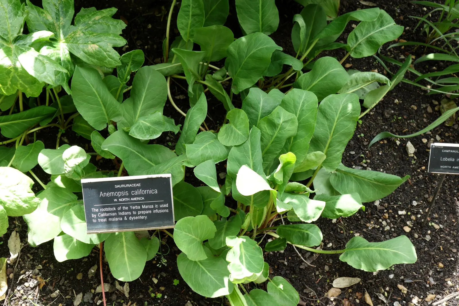 Yerba Mansa (Anemopsis Californica) — Mature plants reach 1-2 feet high and spread 2-3 feet wide, offering ground cover and attracting pollinators; boasts waxy