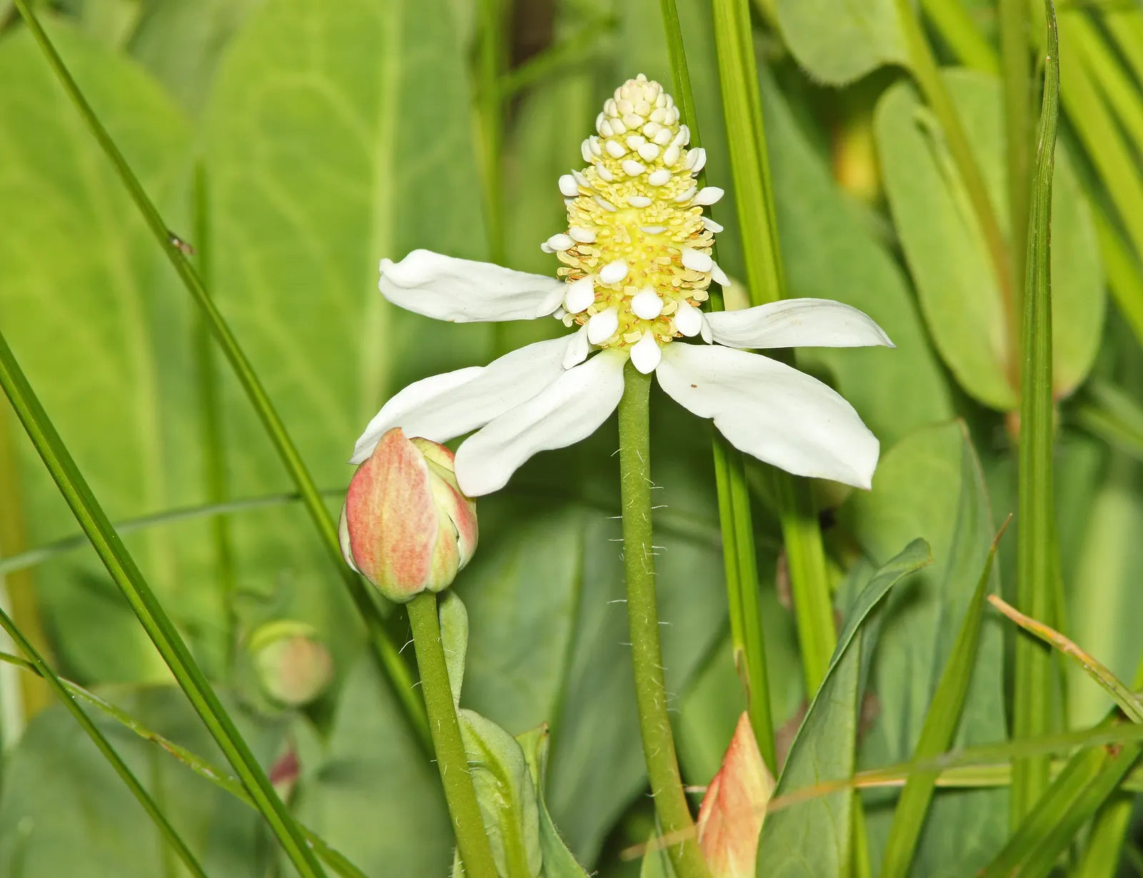 Yerba Mansa (Anemopsis Californica) — This makes it an ideal choice for water features or rain gardens within a landscaping design