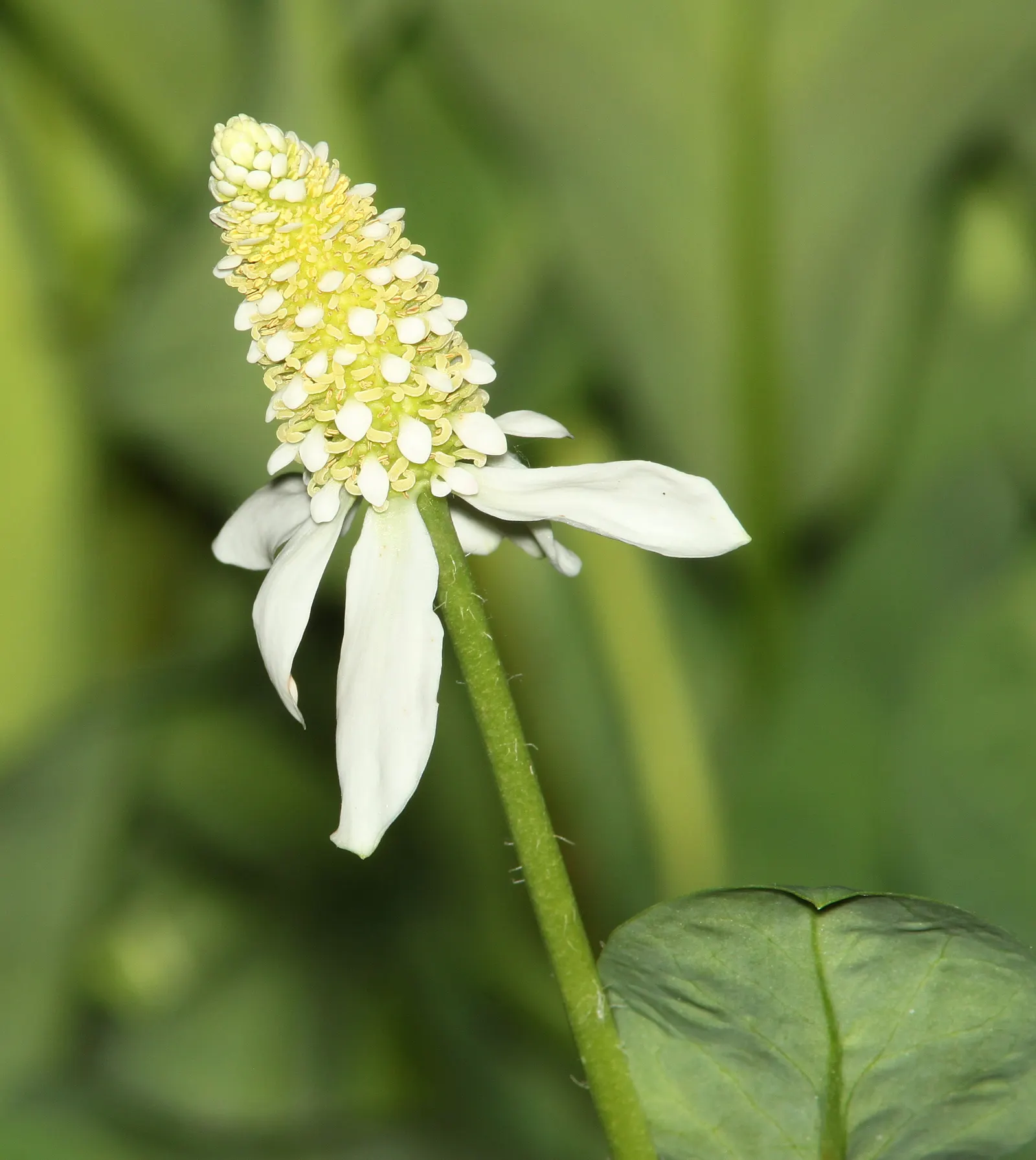 Yerba Mansa (Anemopsis Californica) — year-round point of interest in any garden setting