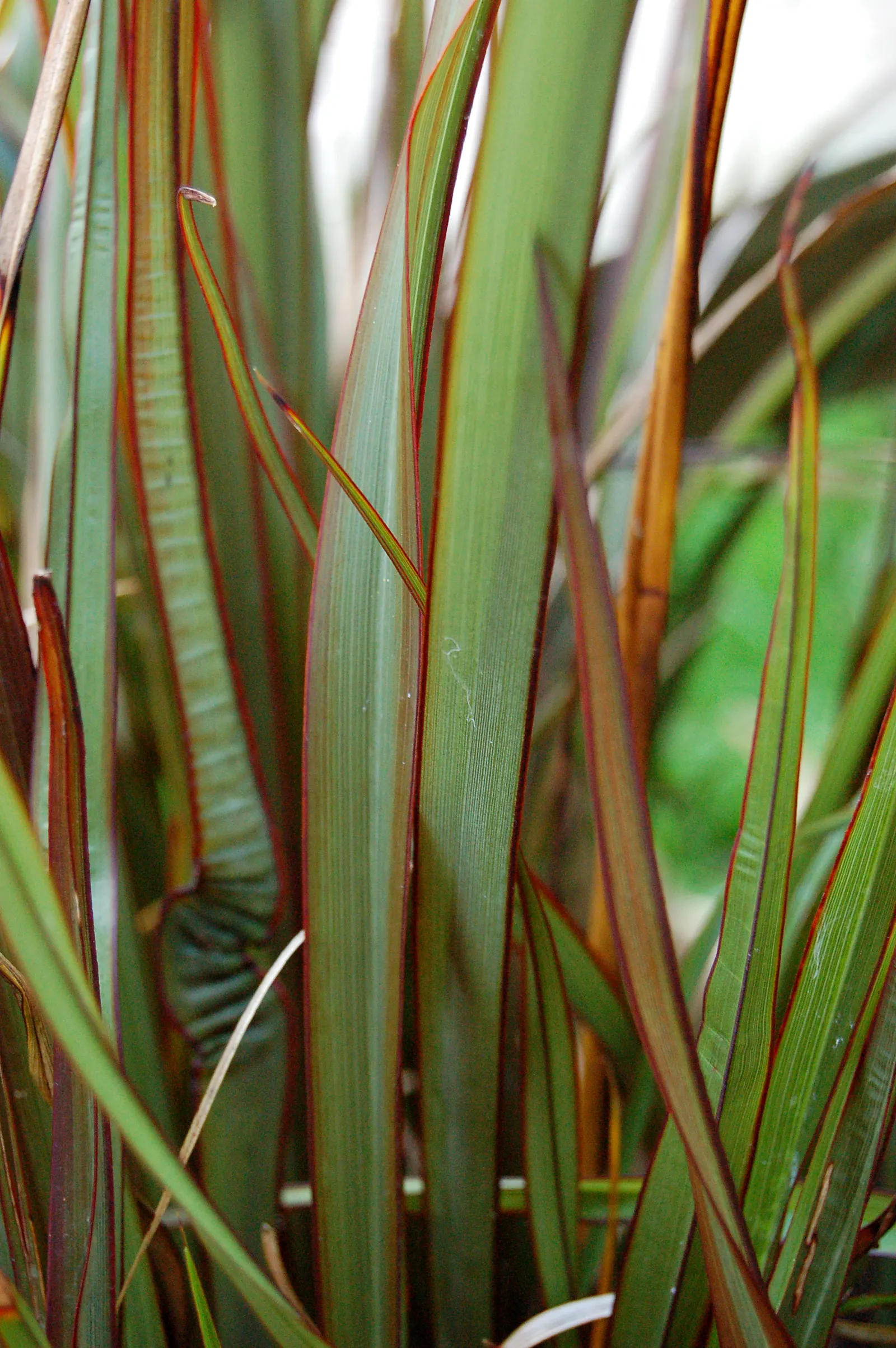New Zealand Flax Cultivars (Phormium Cvs.) — with an equal or slightly greater spread