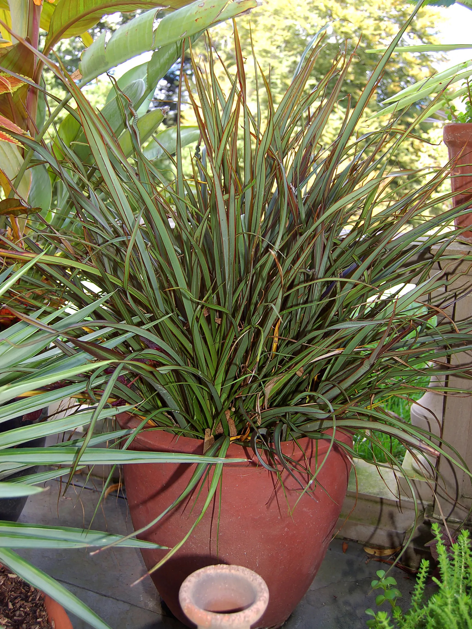New Zealand Flax Cultivars (Phormium Cvs.) — These versatile plants typically range from 2 to 8 feet tall