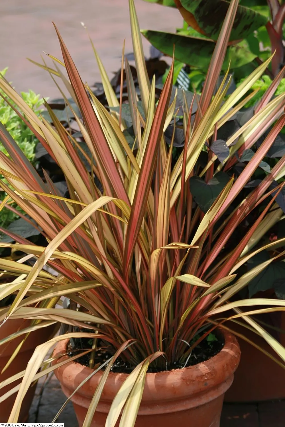 New Zealand Flax Cultivars (Phormium Cvs.) — which come in various colors from deep green to bronze