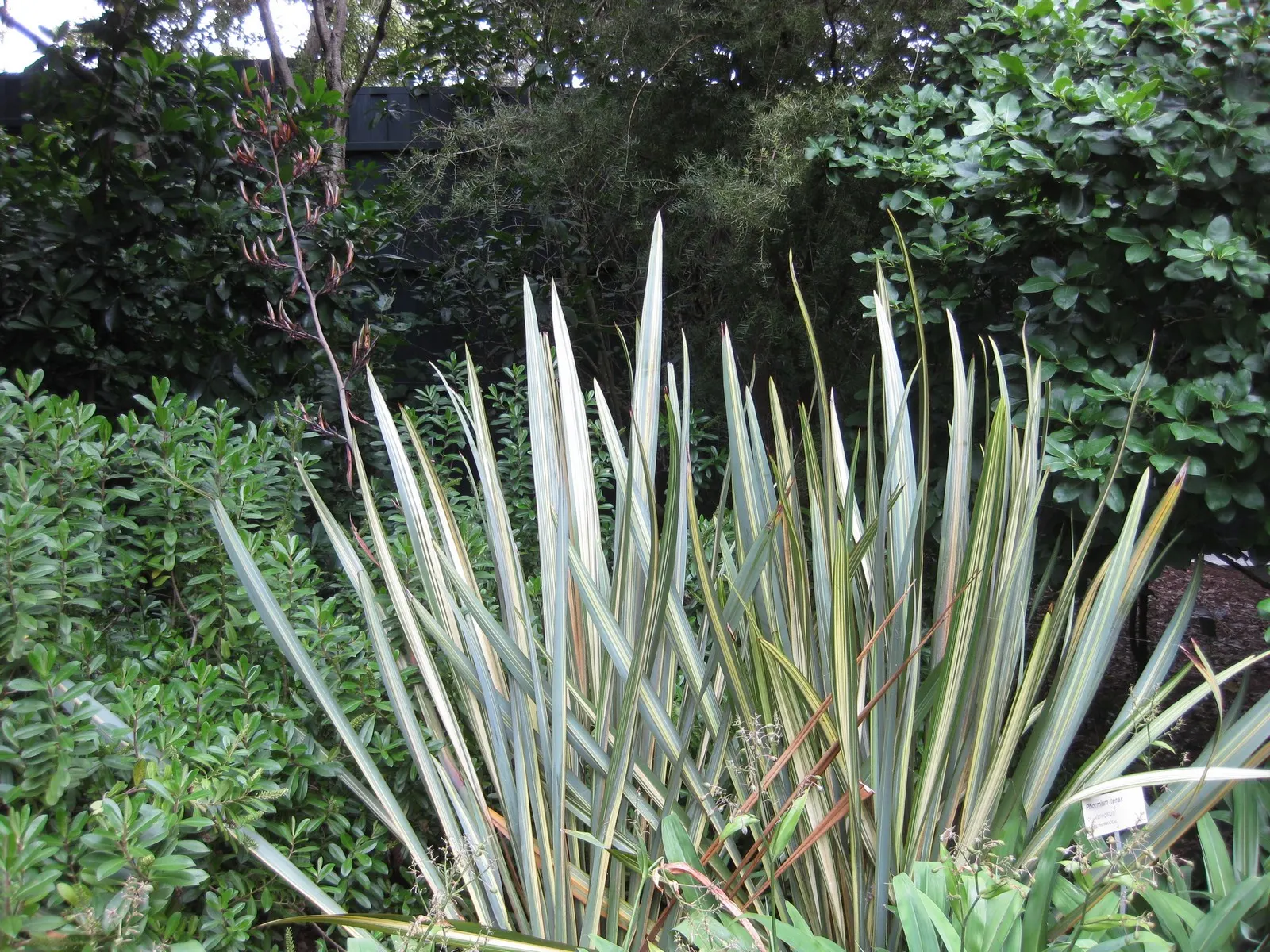 New Zealand Flax Cultivars (Phormium Cvs.) — Flower spikes can reach up to 13 feet, attracting birds