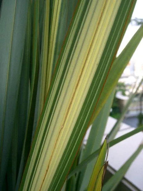 New Zealand Flax Cultivars (Phormium Cvs.) — Cultivars range from 1.5 to 8 feet in height, adding vertical texture to landscapes