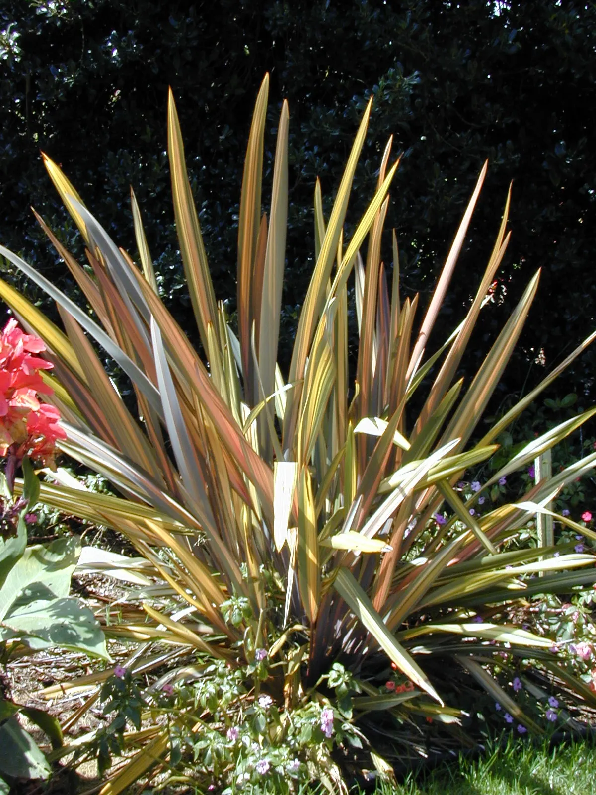 New Zealand Flax Cultivars (Phormium Cvs.) — Prefers full sun to partial shade and well-draining soil