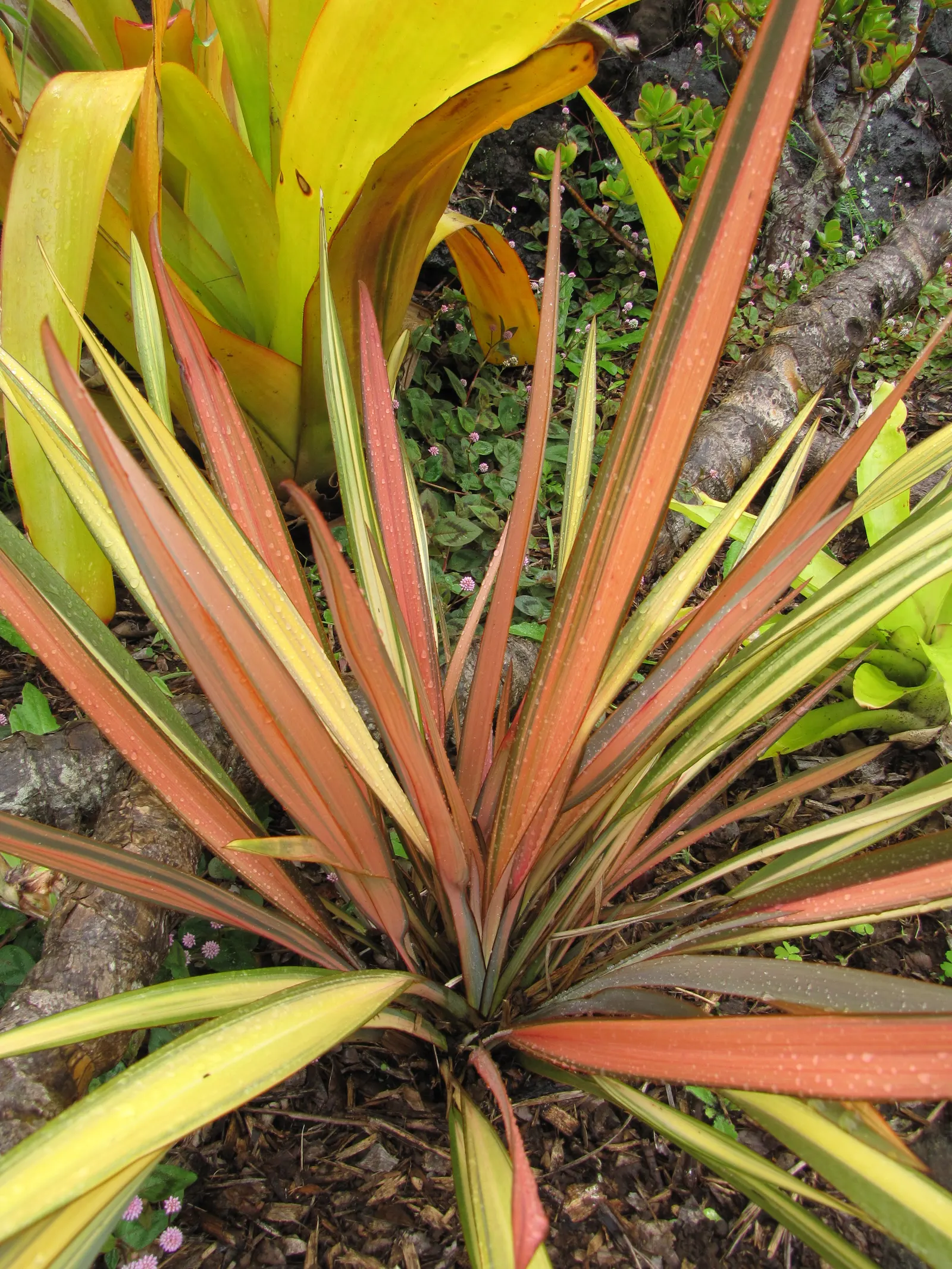 New Zealand Flax Cultivars (Phormium Cvs.) — Valued for their attractive, sword-like leaves, Phormium cvs