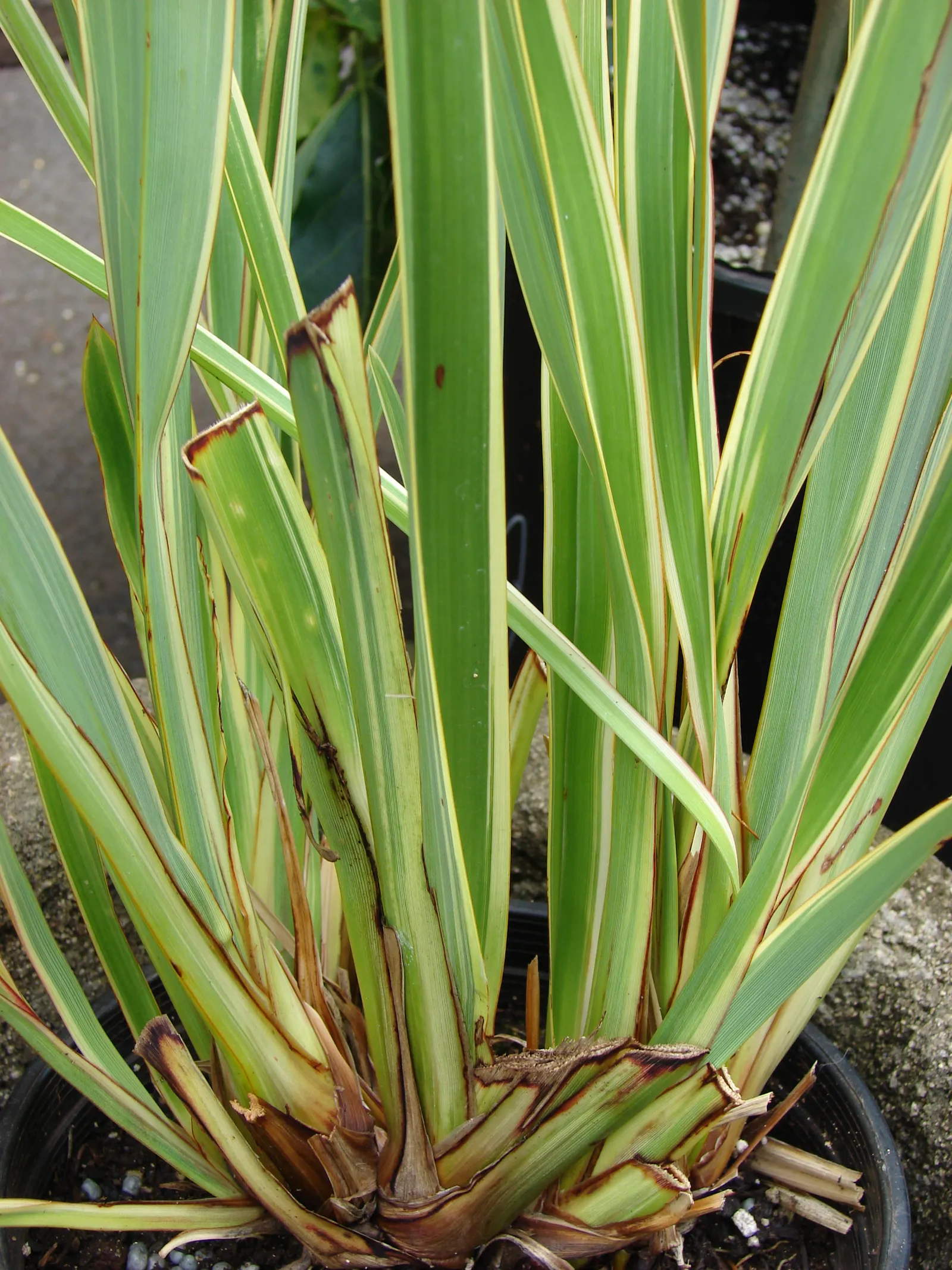 New Zealand Flax Cultivars (Phormium Cvs.) — these hardy specimens thrive in full sun to partial shade