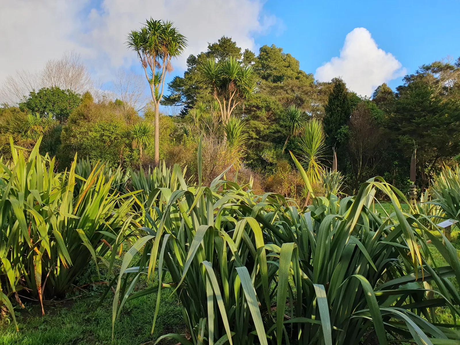 New Zealand Flax Cultivars (Phormium Cvs.) — are evergreen perennials that provide year-round visual interest