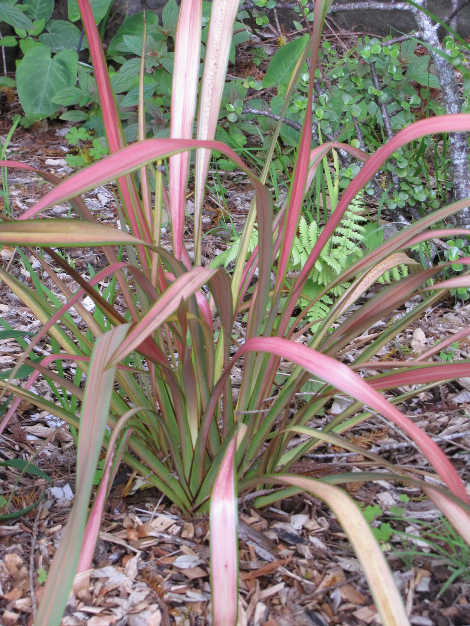 New Zealand Flax Cultivars (Phormium Cvs.) — known botanically as Phormium cultivars