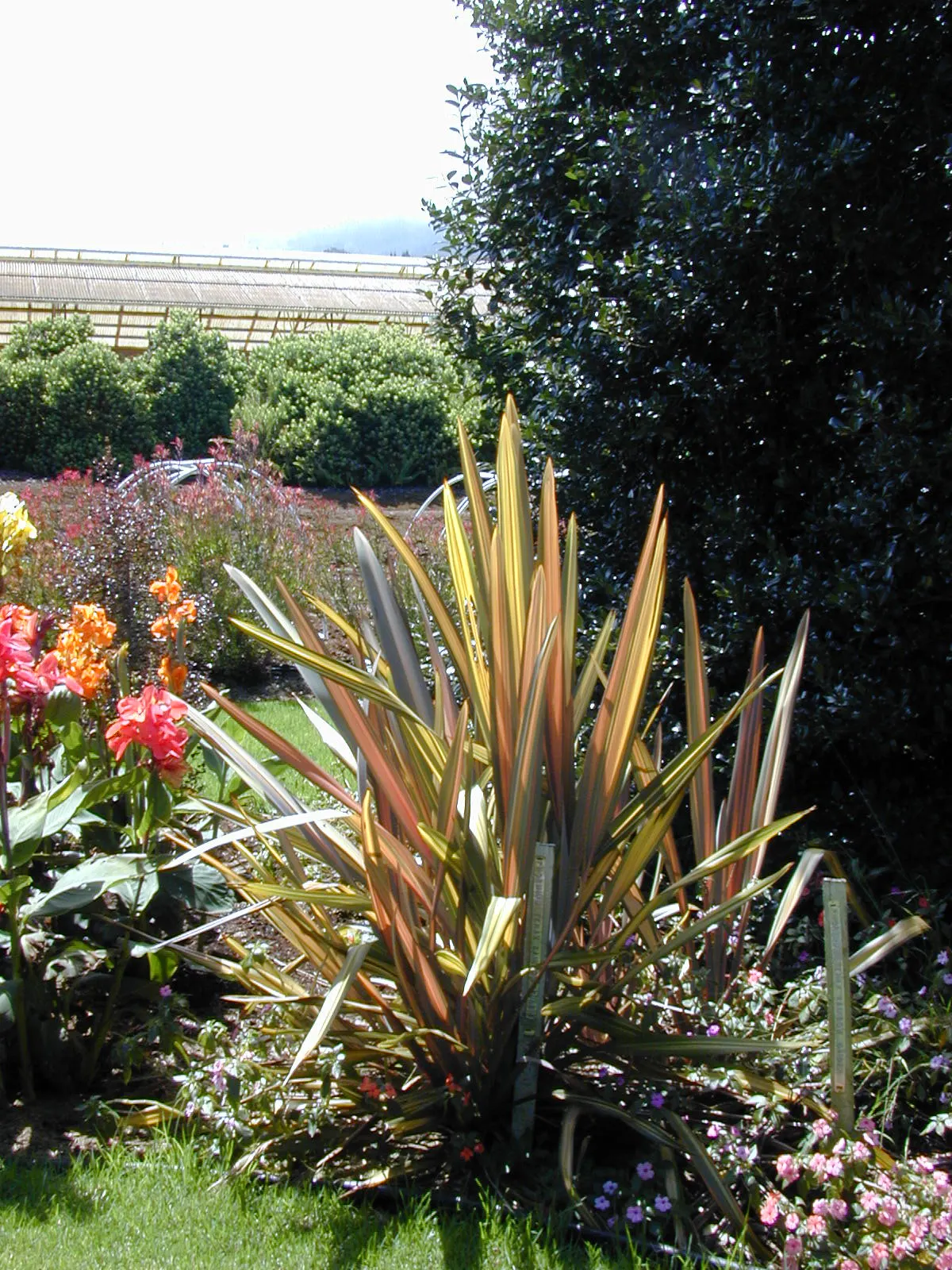 New Zealand Flax Cultivars (Phormium Cvs.) — Low maintenance; drought tolerant once established
