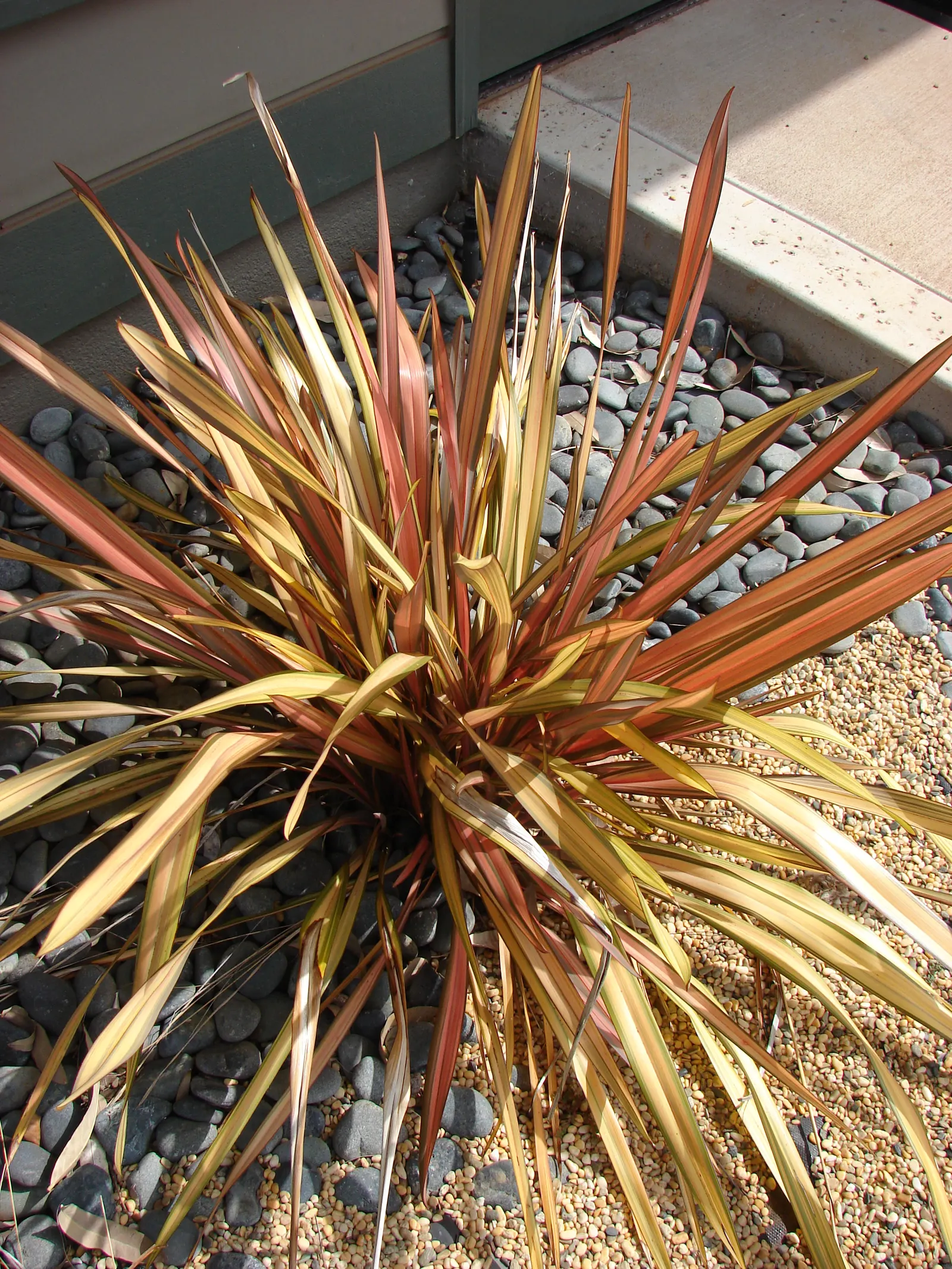 New Zealand Flax Cultivars (Phormium Cvs.) — Ideal for focal points or creating contrast