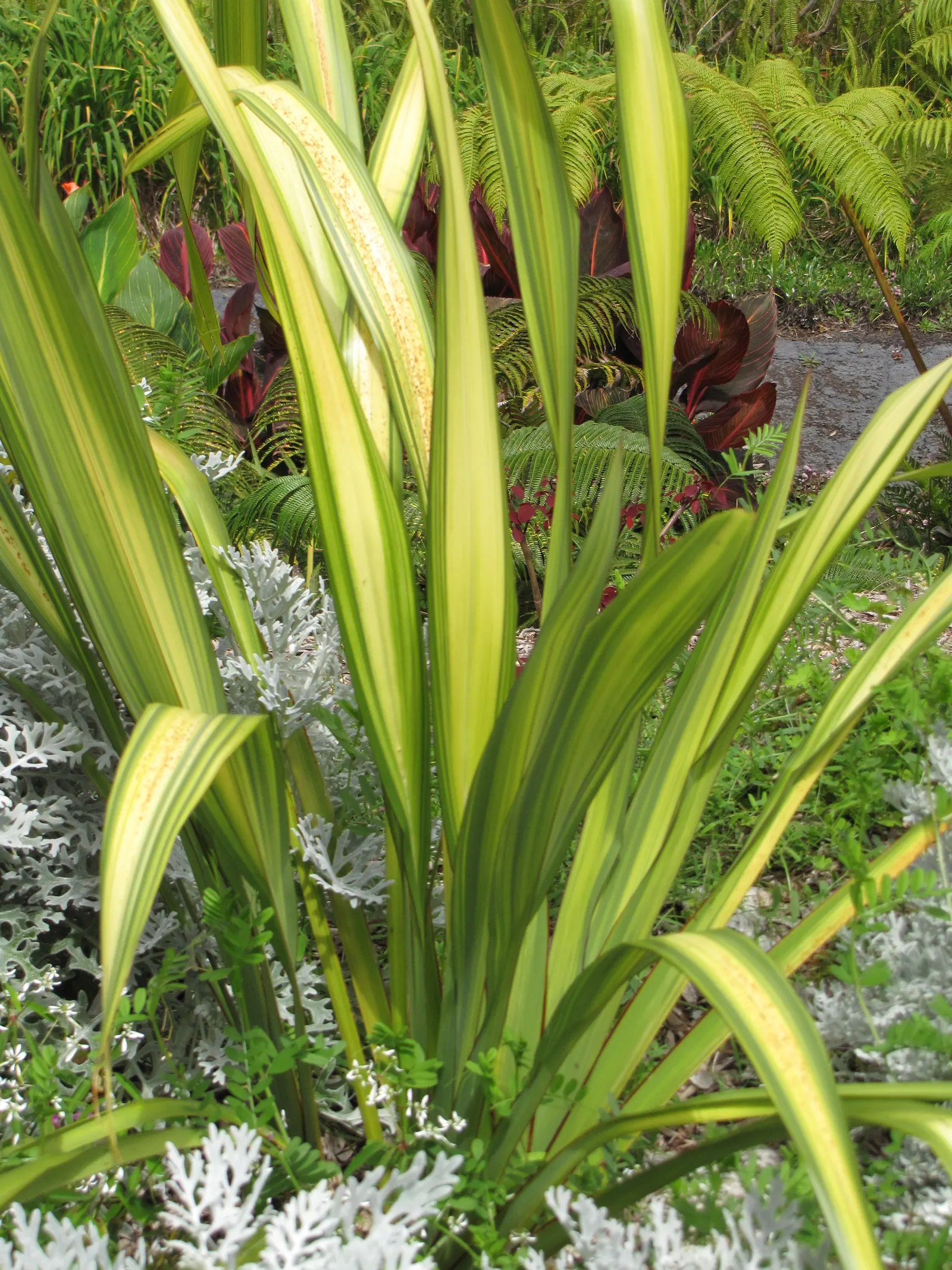 New Zealand Flax Cultivars (Phormium Cvs.) — offers dramatic accents to any landscape design with its bold foliage and architectural form