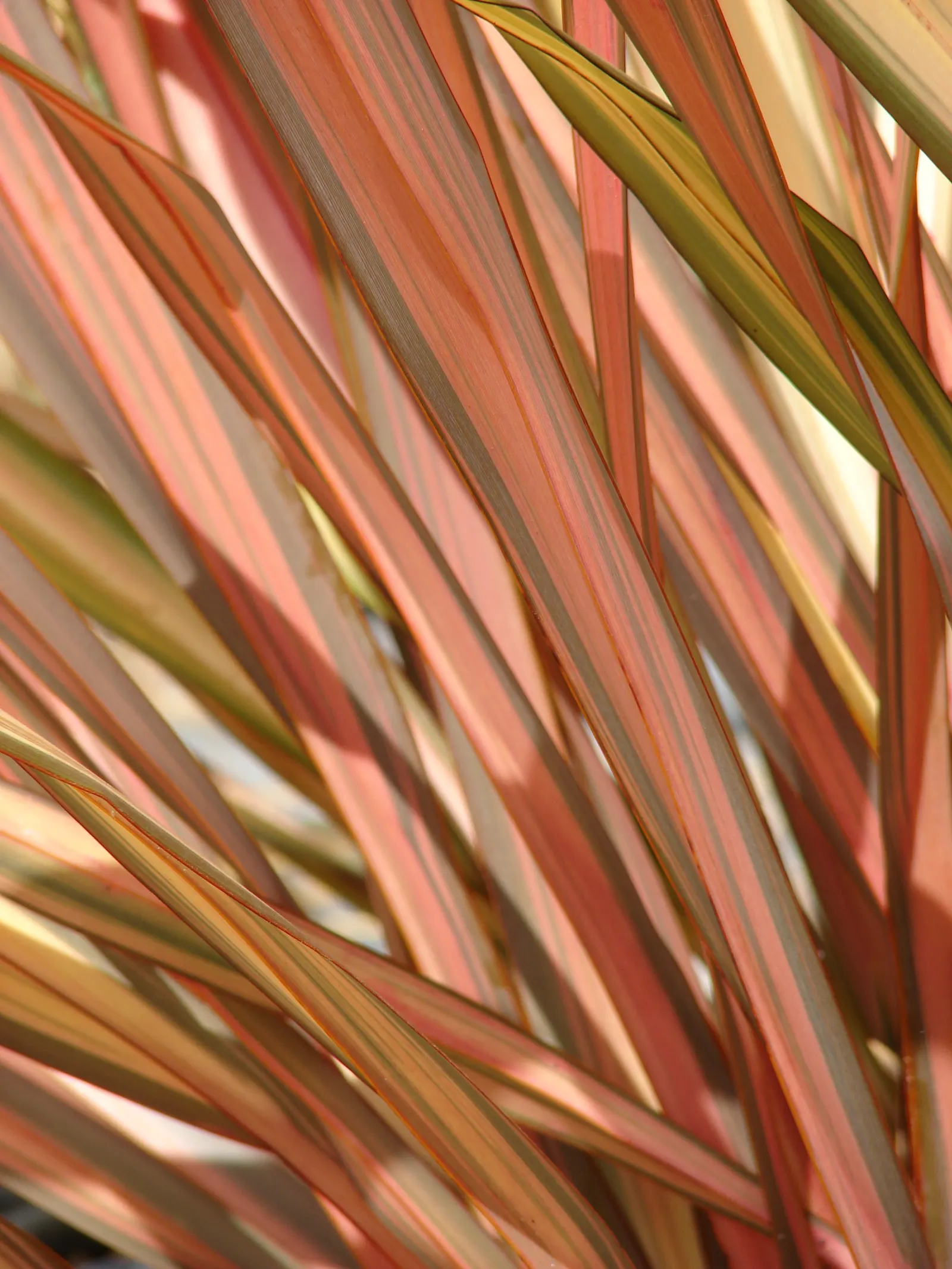 New Zealand Flax Cultivars (Phormium Cvs.) — New Zealand Flax (Phormium cvs.) is an evergreen perennial remarkable for its sword-like leaves