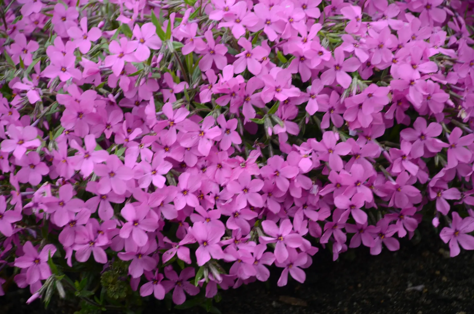 'Magenta Sprite' Hybrid Spring Phlox (Phlox hybrid) — Proven Winners - 'Magenta Sprite' - Hybrid Spring Phlox - Phlox hybrid pink magenta pink plant details