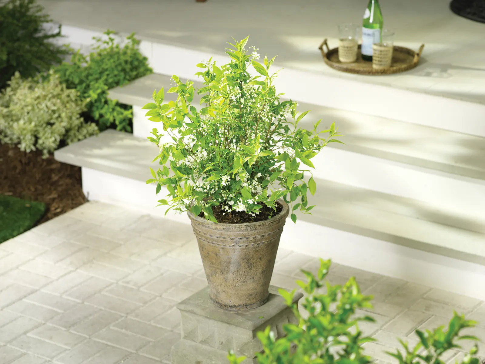 Chardonnay Pearls® Deutzia (Deutzia gracilis) — Proven Winners - Chardonnay Pearls® - Deutzia gracilis white plant details, information and resources