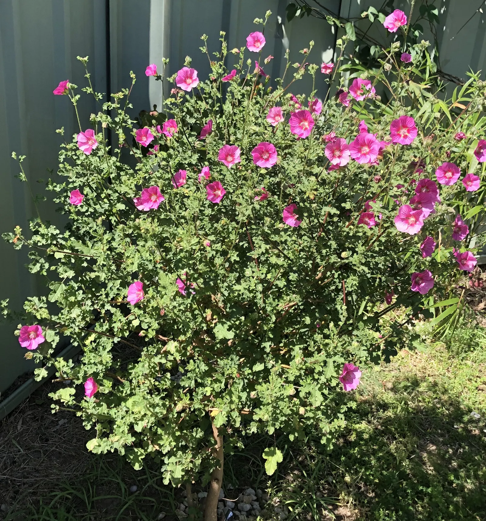 Dwarf Cape Fuchsia (Phygelius aequalis 'New Sensation') — Dwarf Cape Fuchsia 'New Sensation' (Phygelius aequalis) is a vibrant perennial