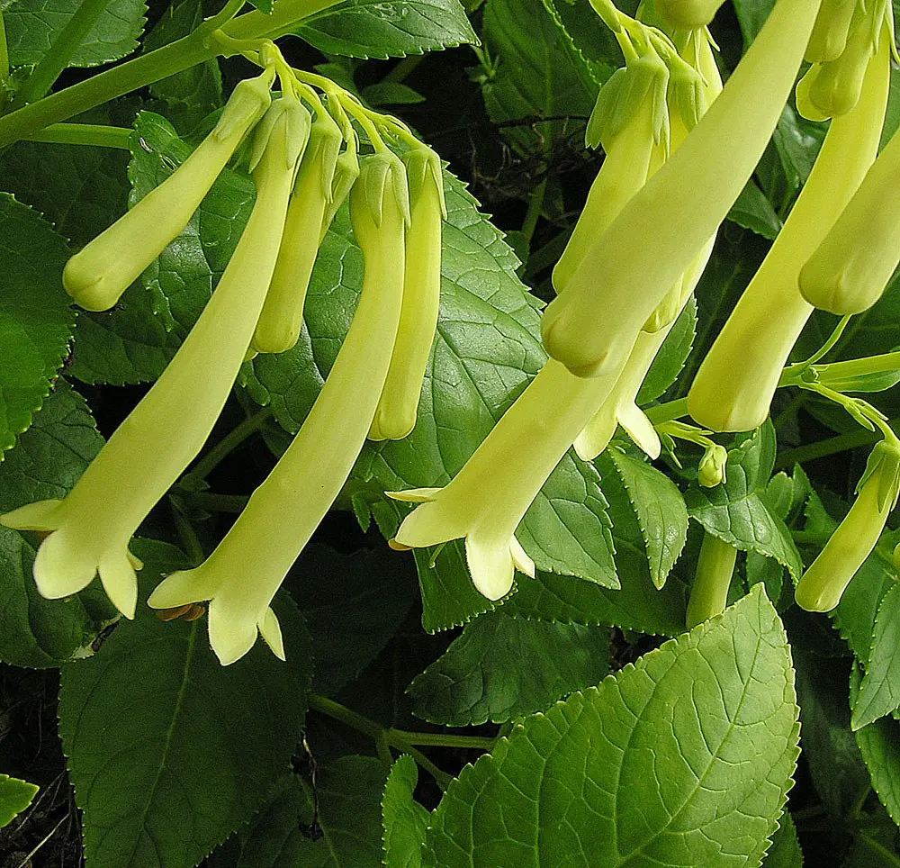 Dwarf Cape Fuchsia (Phygelius aequalis 'New Sensation') — 'New Sensation' is largely untroubled by pests and diseases