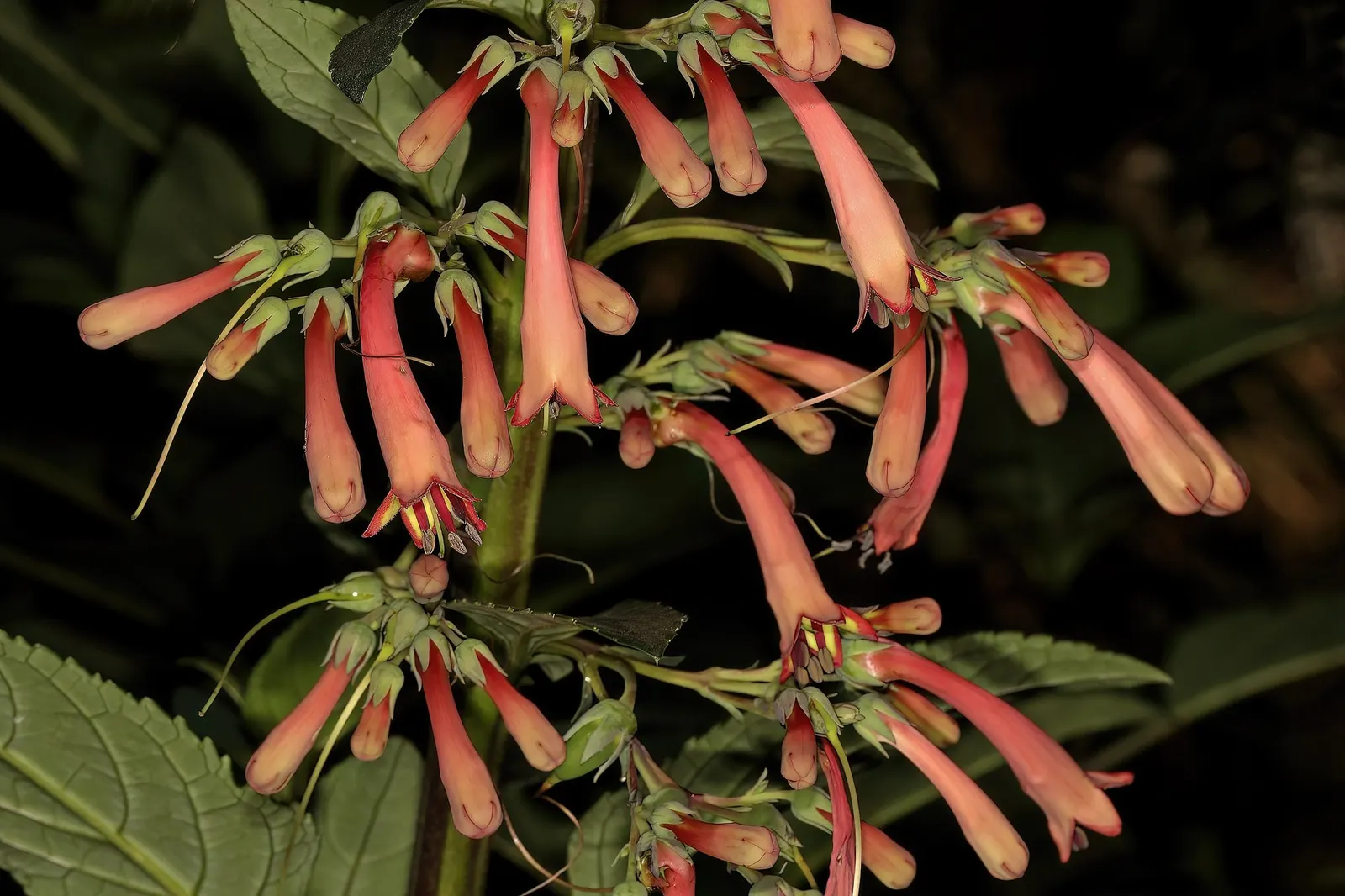 Dwarf Cape Fuchsia (Phygelius aequalis 'New Sensation') — deep pink-red blossoms from late spring through fall