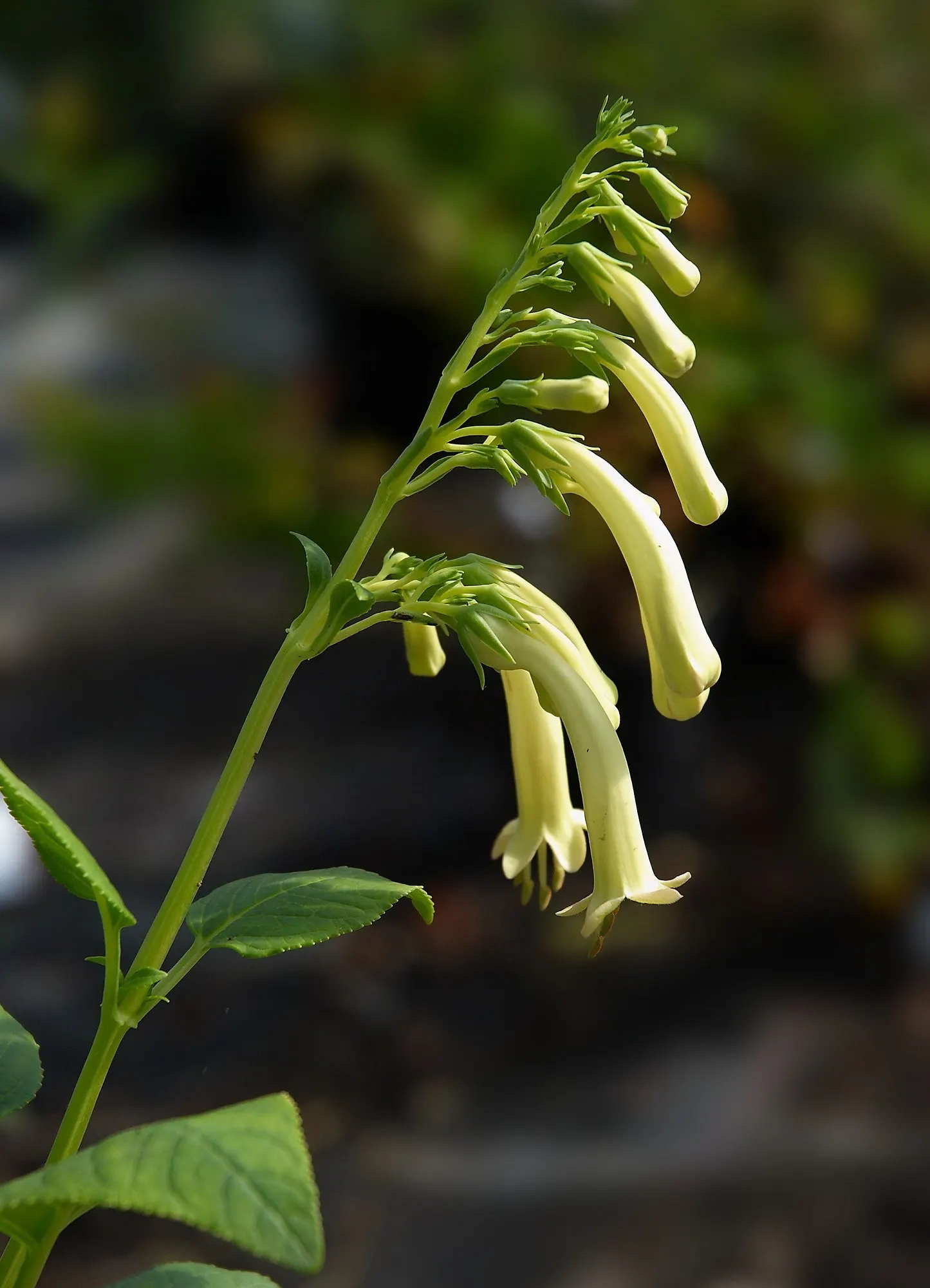 Dwarf Cape Fuchsia (Phygelius aequalis 'New Sensation') — Its upright and somewhat spreading habit allows it to blend seamlessly with other ornamental plants