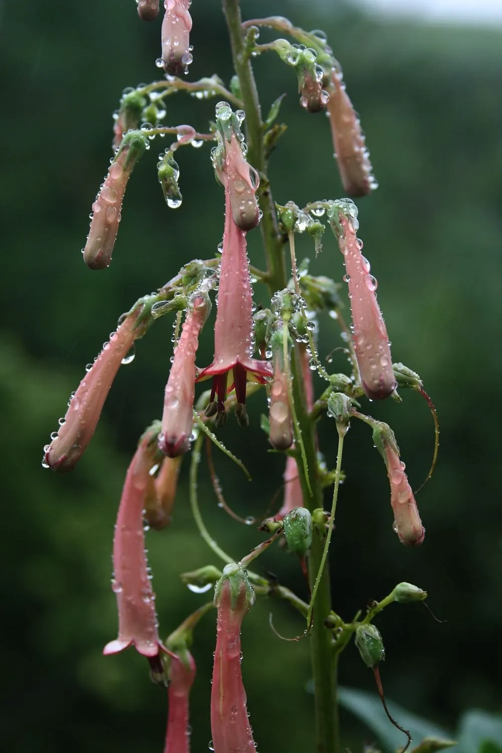 Dwarf Cape Fuchsia (Phygelius aequalis 'New Sensation') — It performs best when watered regularly, but once established, it shows moderate drought tolerance