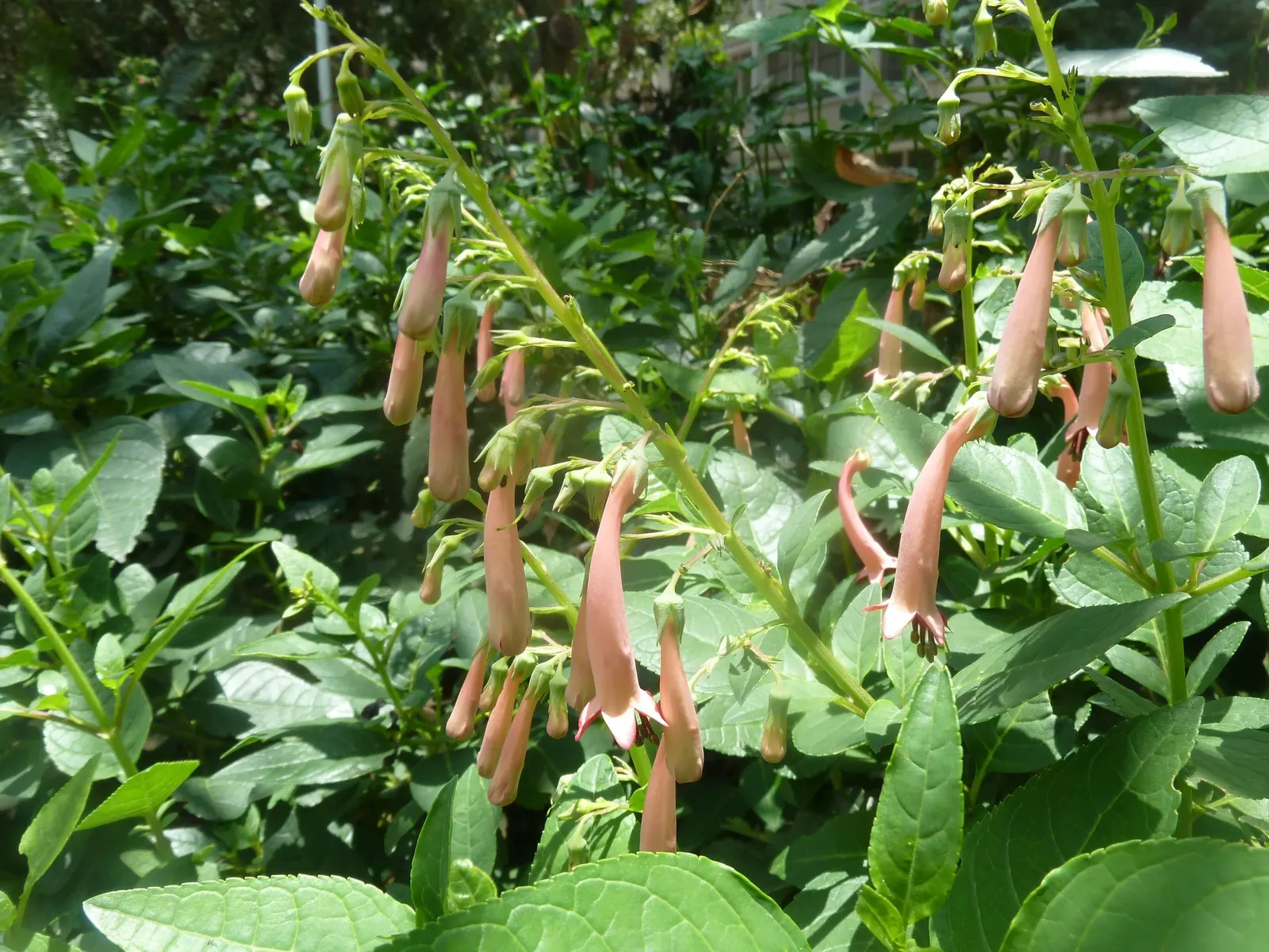Dwarf Cape Fuchsia (Phygelius aequalis 'New Sensation') — Hardy in zones 7-10, it's drought-tolerant once established and attracts hummingbirds