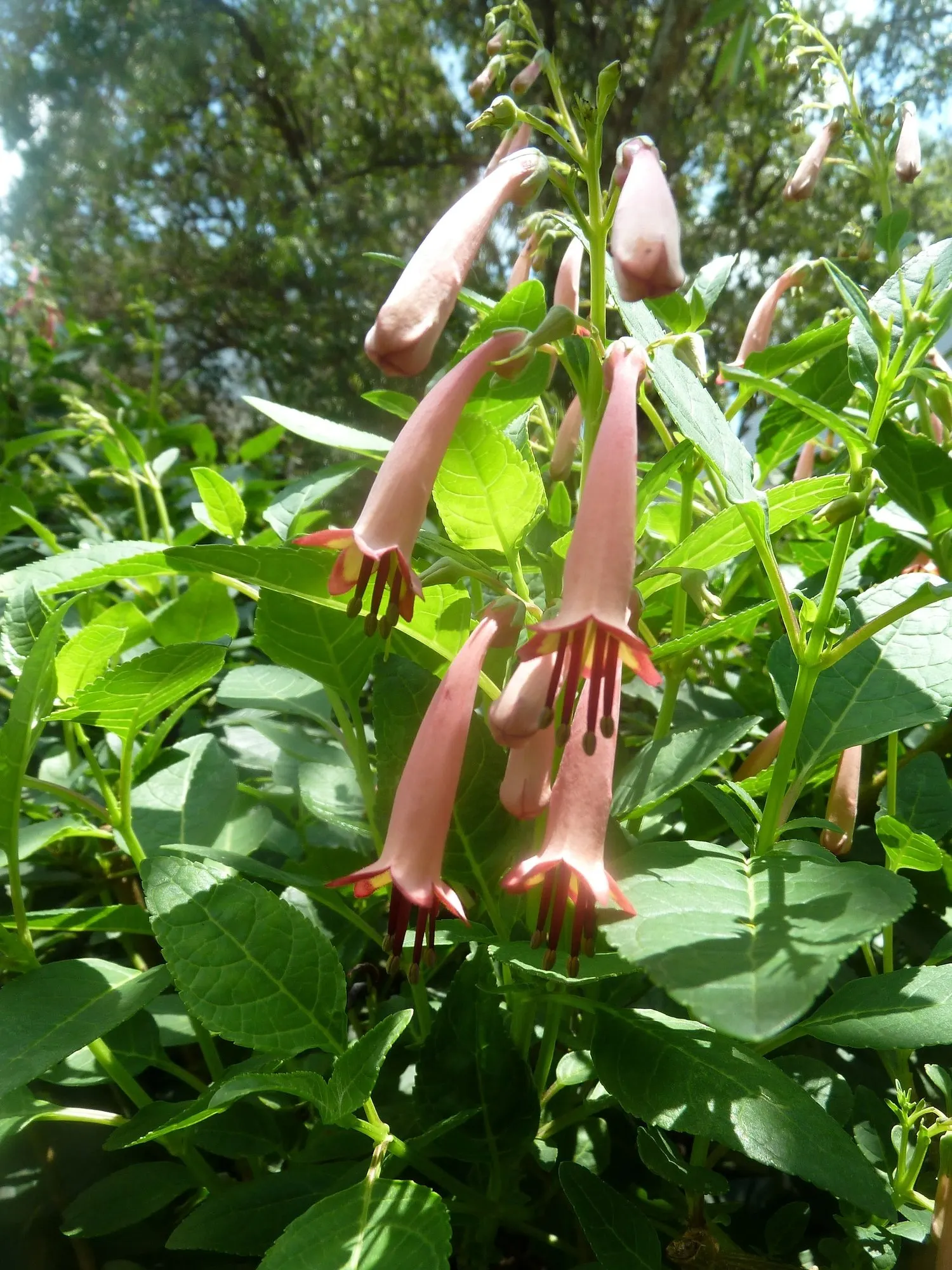 Dwarf Cape Fuchsia (Phygelius aequalis 'New Sensation') — This compact cultivar stands out with its vivid tubular blooms