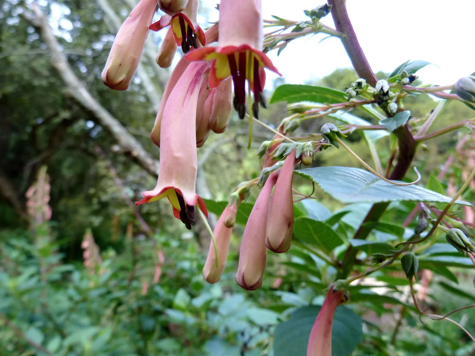Dwarf Cape Fuchsia (Phygelius aequalis 'New Sensation') — it boasts a compact growth habit