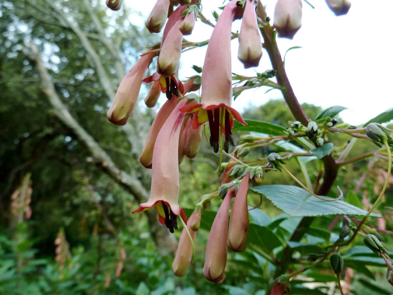 Dwarf Cape Fuchsia (Phygelius aequalis 'New Sensation') — which exhibit a striking deep pink hue that gently fades to a softer pink throat