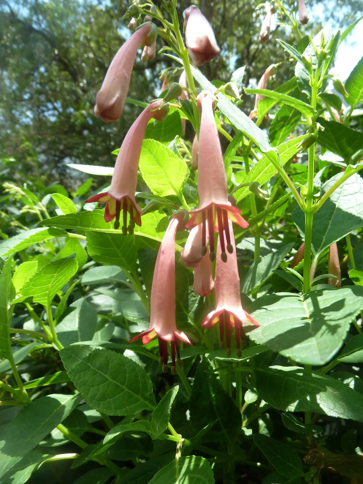 Dwarf Cape Fuchsia (Phygelius aequalis 'New Sensation') — Prune lightly to maintain shape