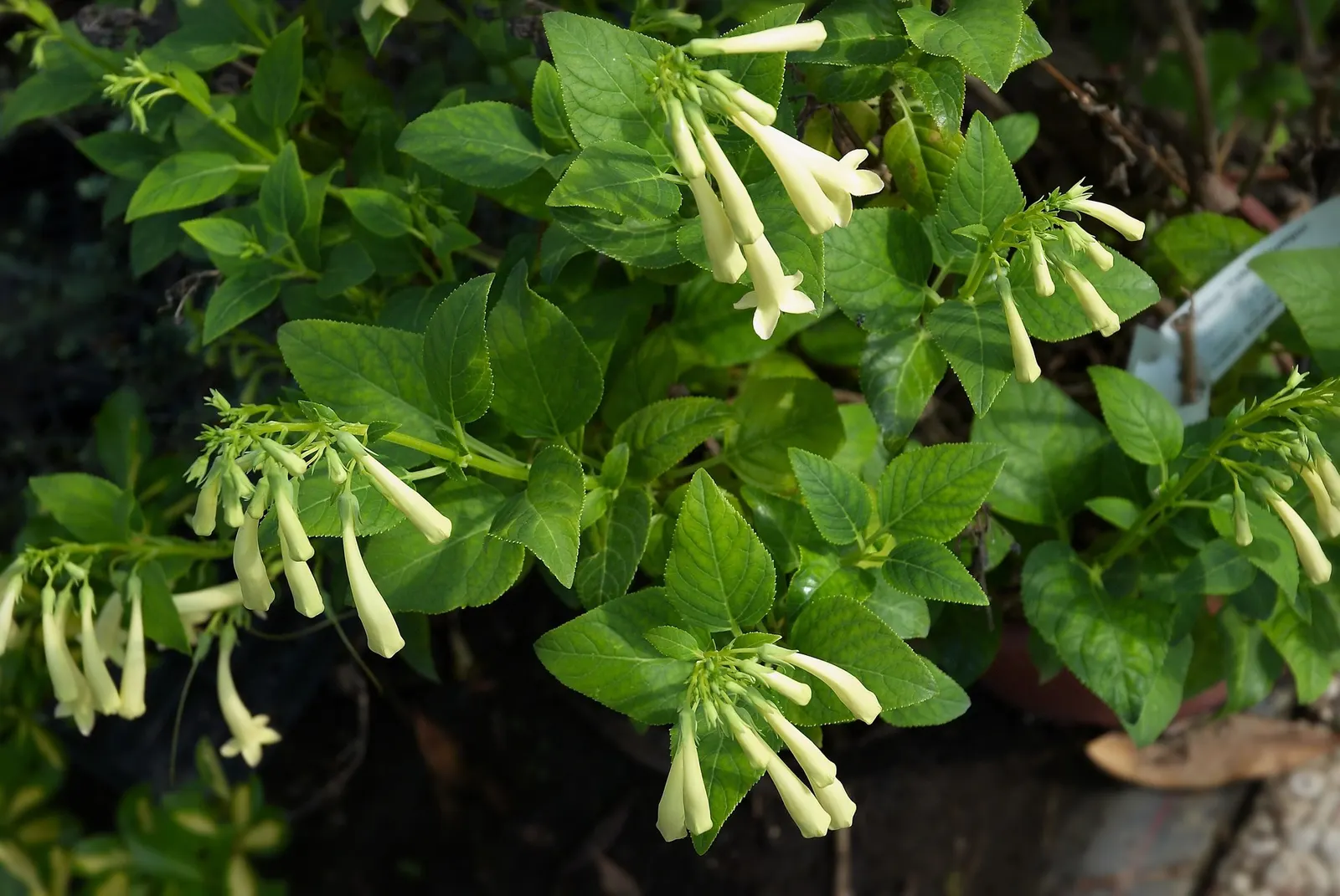 Dwarf Cape Fuchsia (Phygelius aequalis 'New Sensation') — the Dwarf Cape Fuchsia fits well in small garden spaces or as a border plant