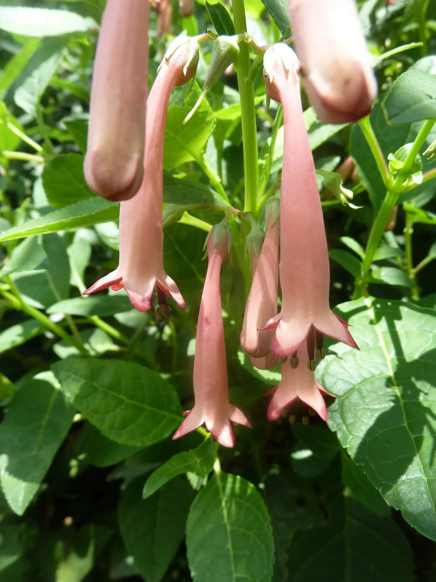 Dwarf Cape Fuchsia (Phygelius aequalis 'New Sensation') — making it ideal for borders or containers