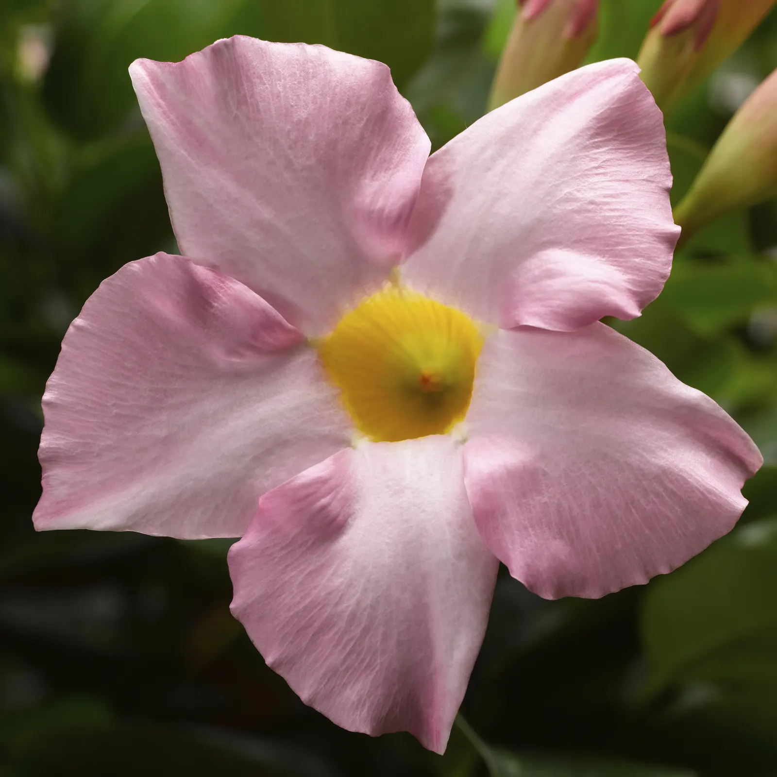 Pink Mandevilla — Proven Winners - Bombshell® Pink - Mandevilla white plant details, information and resources