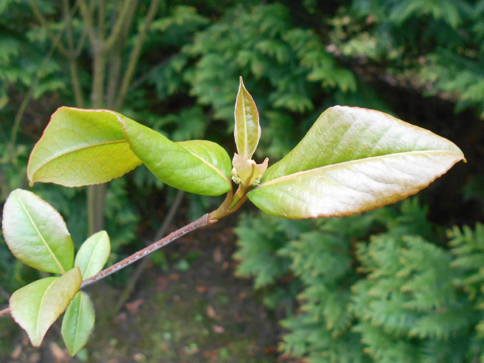 Black Haw (Viburnum Prunifolium) — providing a rich food source for local fauna